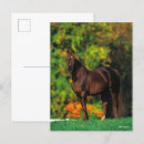 Search for rocky mountain horse Autumn