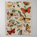 Search for vintage moth illustration posters Butterfly