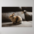 Search for dwarf posters Rabbit