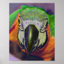 Search for gold macaw posters Parrot