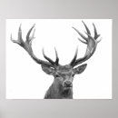 Search for stag posters Modern