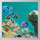 Search for reefs posters Colourful