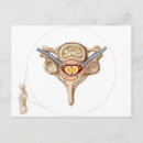 Search for vertebrae postcards Human vertebra