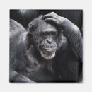 Search for chimpanzees magnets Primates