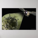 Search for avians posters Horizontal