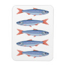 Search for sardine magnets Colourful