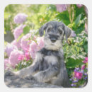 Search for schnauzer stickers Standard