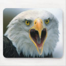 Search for eagle feather electronics Beak