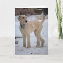 Search for standard poodles cards White