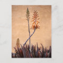 Search for alo postcards Nature