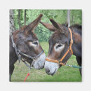 Search for donkeys magnets Friendship