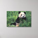 Search for panda bear art Sichuan province