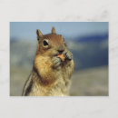Search for waist postcards Animal