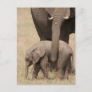 Search for elephant calf postcards Wildlife