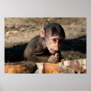 Search for baboon posters Monkey