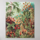 Search for ernst haeckel posters Kunstformen der natur
