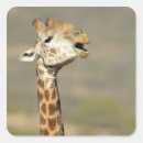 Search for camelopardalis Outdoors