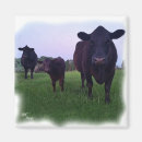Search for calf magnets Country
