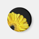 Search for orange gerbera magnets Blossom