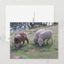Search for fleece postcards Animals