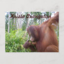 Search for rainforest postcards Wildlife