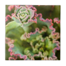 Search for bud tiles Garden