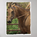 Search for buckskin posters Photography