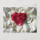 Search for rose petals postcards Heart