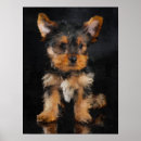 Search for yorkshire terrier posters Dog