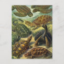 Search for aquatic vertical postcards Marine biology