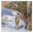 Search for doe tiles Snow