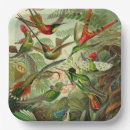 Search for hummingbird paper plates Trochilidae