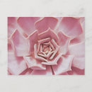 Search for aloe postcards Succulents
