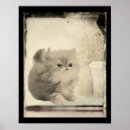 Search for kitten posters Persian