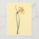Search for yellow daffodil postcards Jonquil