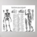 Search for muscular anatomy posters Muscles
