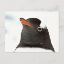 Search for seabird postcards Penguin