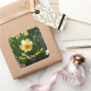 Search for yellow daffodils stickers Springtime