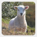Search for spring lamb stickers Farm