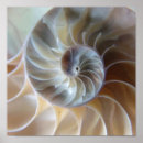 Search for nautilus posters White