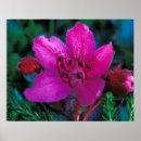 Search for aleutian posters Usa