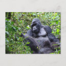 Search for mountain gorillas postcards Wild