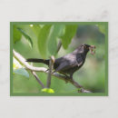 Search for a worm postcards Birds