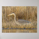 Search for herons posters Wildlife photography