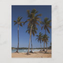 Search for absence postcards Palm tree