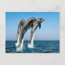 Search for jumping dolphin postcards Dolphins