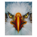 Search for eagle face posters Beak