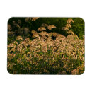 Search for wetlands magnets Marsh