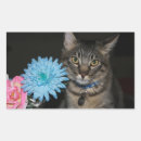 Search for cute expression stickers Cat