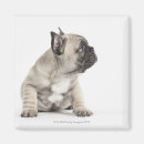 Search for innocence magnets Animal